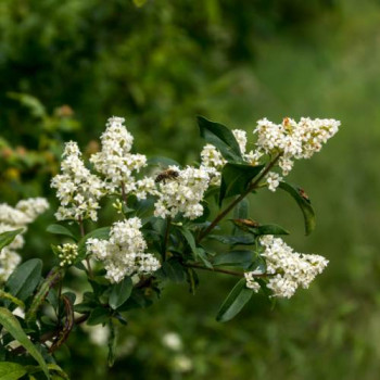 Ligustrum vulgare 0.60 à 0.80 m Cont. 