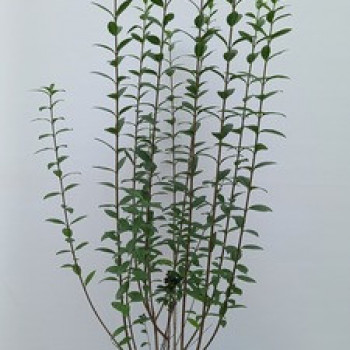Ligustrum vulg. 'Atrovirens' 1 à 1.25 m CT 10 litres 
