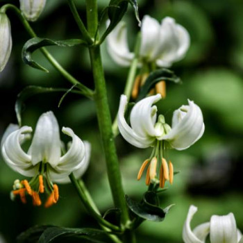 Lilium martagon  Pot 9 