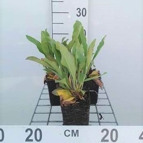 Limonium latifolium  Pot 9 