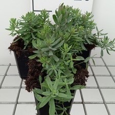 Linaria purp. 'Canon J. Went'  Pot 9 