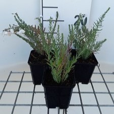 Linum perenne 'Diamant'  Pot 9 