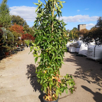 Liquidambar styr. 'Slender Silhouette' 1.75 à 2 m CT 10 litres 