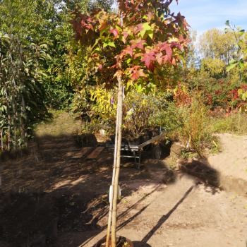 Liquidambar styr. 'Gumball'