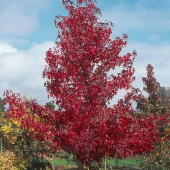Liquidambar styr. 'Worplesdon' 1.6 à 1.8 m CT 10 litres 