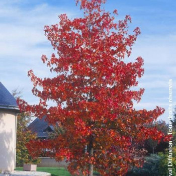 Liquidambar styraciflua  En rideau 40 