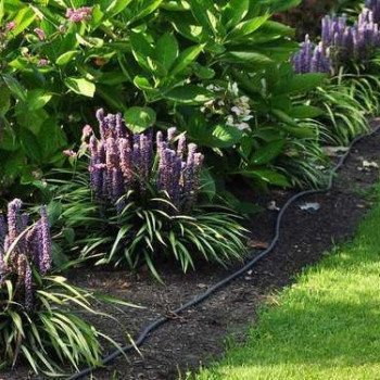 Liriope muscari  CT 2 litres 