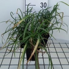 Liriope spicata  Pot 9 