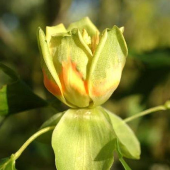 Liriodendron tulipifera 1.75 à 2 m CT 15 litres 