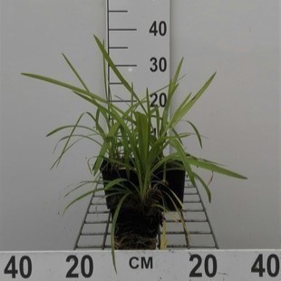 Liriope musc. 'Monroe White' (= 'alba')  CT 3 litres 