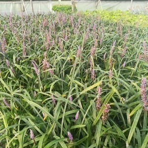 Liriope musc. 'Royal Purple'  Pot 9 