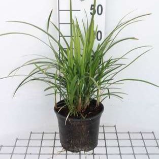 Liriope musc. 'Big Blue'  Pot 9 