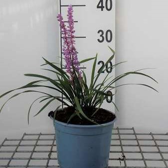 Liriope musc. 'Ingwersen'  CT 2 litres 