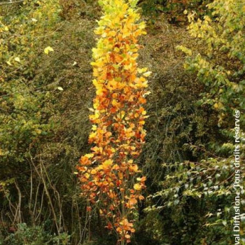 Liriodendron tul. 'Fastigiatum' 1.75 à 2 m CT 15 litres 