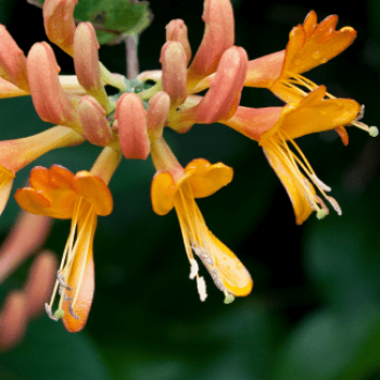 Lonicera heckr. 'Goldflame' 0.50 à 0.60 m Cont. 