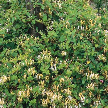 Lonicera jap. 'Halliana' 0.50 à 0.60 m Cont. 