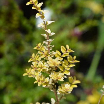Lonicera nit. 'Baggesen's Gold' 0.20 à 0.25 m CT 