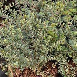 Lonicera nit. 'Silver Beauty' 0.25 à 0.30 m CT 