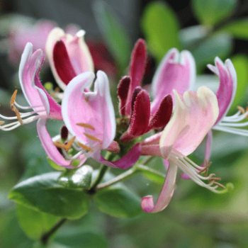 Lonicera pericl. 'Belgica' 0.50 à 0.60 m Cont. 