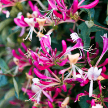 Lonicera pericl. 'Serotina' 0.50 à 0.60 m Cont. 