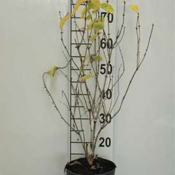 Lonicera tatar. 'Hack's Red' 0.40 à 0.60 m Cont. 