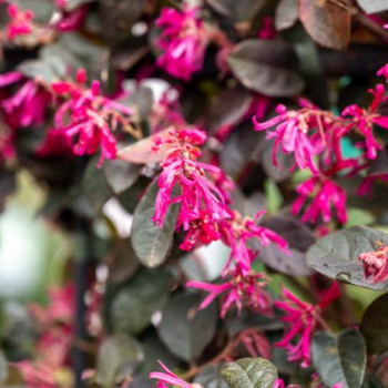 Loropetalum chin. 'Black Pearl' ® 0.40 à 0.50 m CT 10 litres 