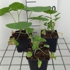 Lunaria annua 'Albiflora'  Pot 9 