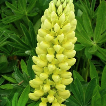 Lupinus hybr. 'Chandelier' ( 'kronleuchter')  Pot 9 