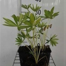 Lupinus hybr. 'Gallery Blue'  Pot 9 