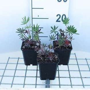 Lupinus hybr. 'Gallery Pink'  Pot 9 