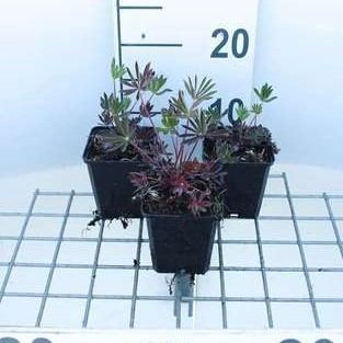 Lupinus hybr. 'Gallery Red'  Pot 9 