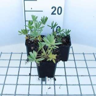 Lupinus hybr. 'Gallery Yellow'  Pot 9 