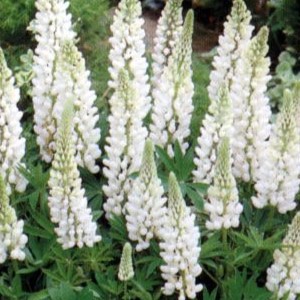 Lupinus hybr. 'Noble Maiden' ( 'jungfrau')  Pot 9 