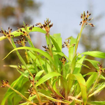 Luzula pilosa  Pot 9 