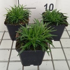 Lychnis alp. 'Rosea'  Pot 9 