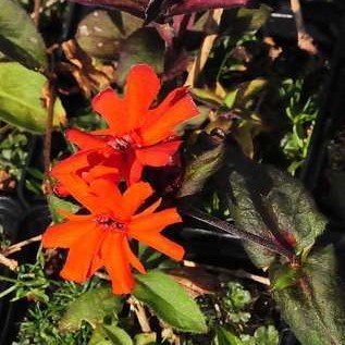 Lychnis arkw. 'Vesuvius'  Pot 9 