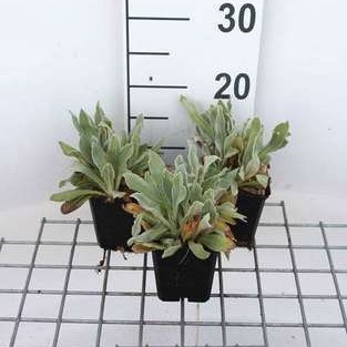 Lychnis chal. 'Alba'  Pot 9 