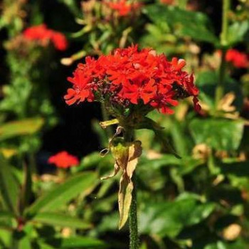 Lychnis chalcedonica  Pot 9 