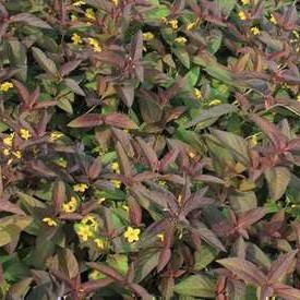 Lysimachia cil. 'Firecracker'  Pot 9 