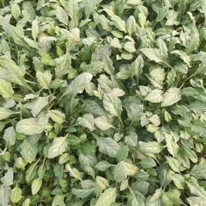 Lysimachia atropurpurea  Pot 9 