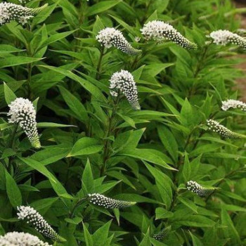 Lysimachia clethroides  Pot 9 