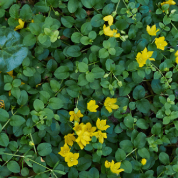 Lysimachia nummularia  Mand ø18 