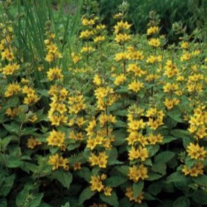 Lysimachia punctata  POT 7 