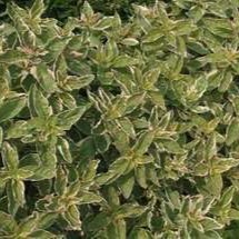 Lysimachia punc. 'Alexander'  Pot 9 