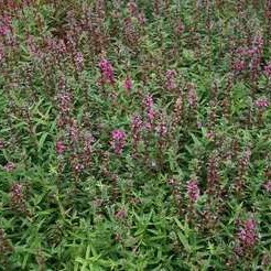 Lythrum sal. 'Zigeunerblut'  Pot 9 