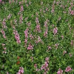 Lythrum sal. 'Blush'  Pot 9 