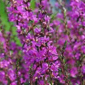 Lythrum sal. 'Robert'  Pot 9 