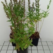Lythrum sal. 'Robin'®  Pot 9 