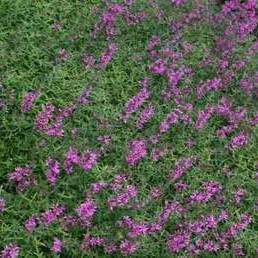 Lythrum sal. 'Lady Sackville'  Pot 9 