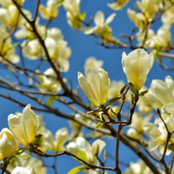 Magnolia brookl. 'Yellow Bird' 1 à 1.25 m Cont. 